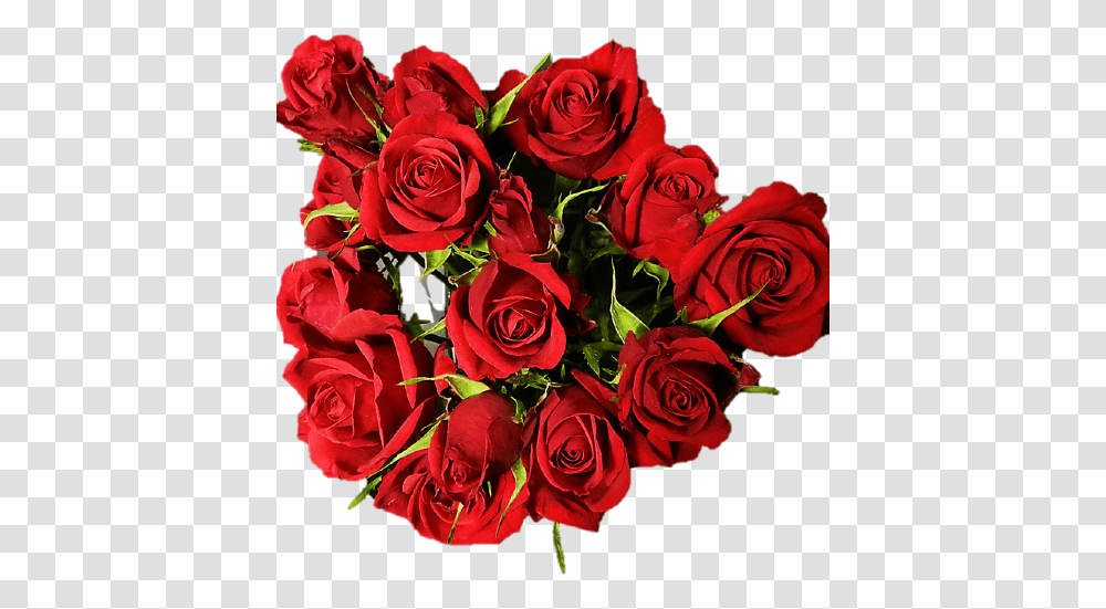 Scarlett Mimi Red Spray Roses Floral, Plant, Flower Bouquet, Flower Arrangement, Blossom Transparent Png