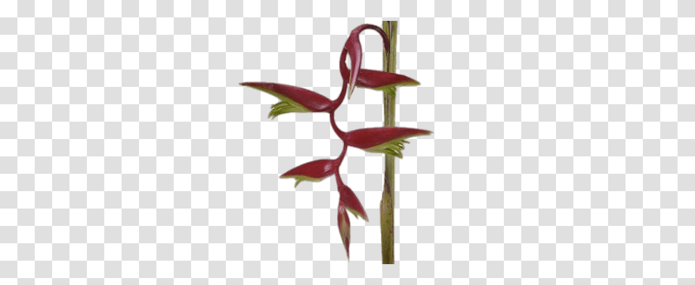 Scarlett Red Hanging Heliconia, Plant, Petal, Flower, Blossom Transparent Png