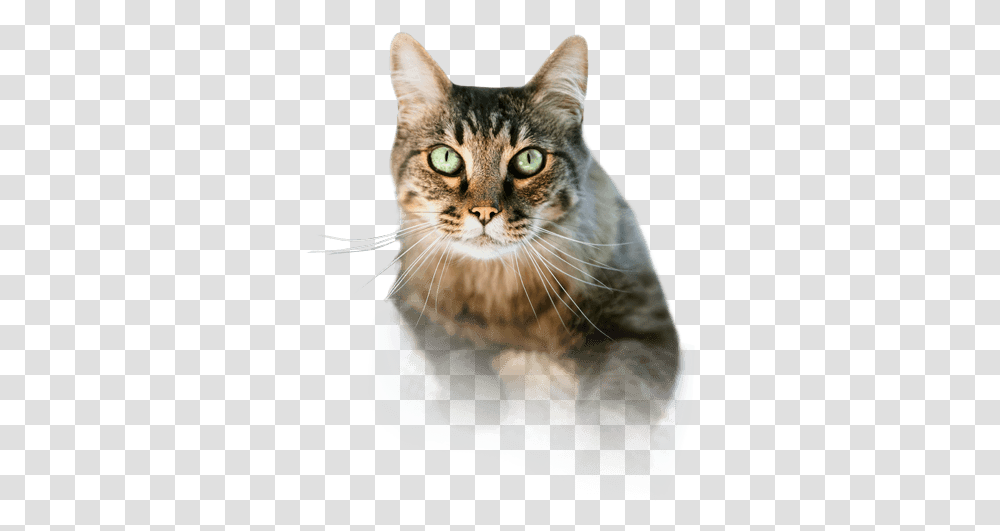 Scarry Cat Cats Eating Icon Background, Abyssinian, Pet, Mammal, Animal Transparent Png