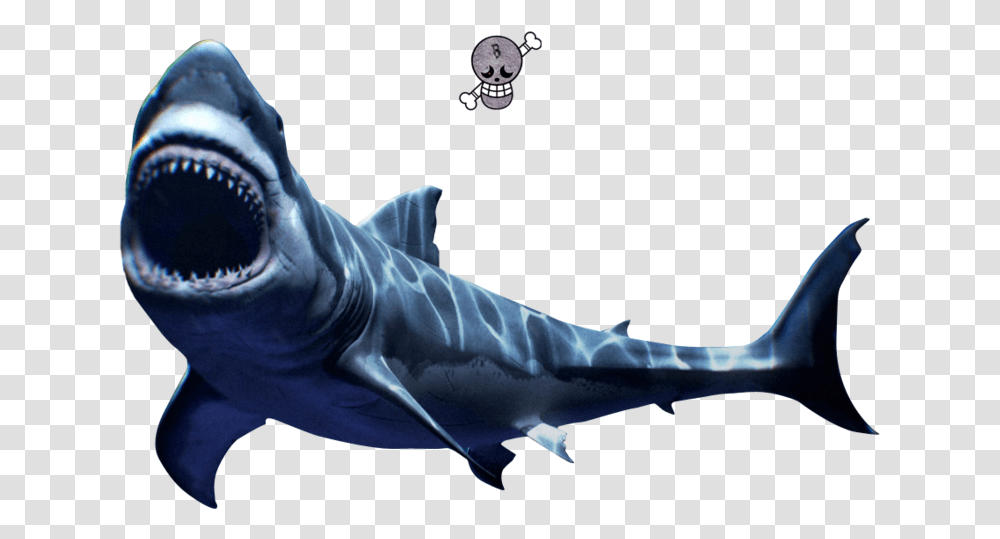 Scary Great White Shark Mako Shark, Fish, Animal, Sea Life, Person Transparent Png