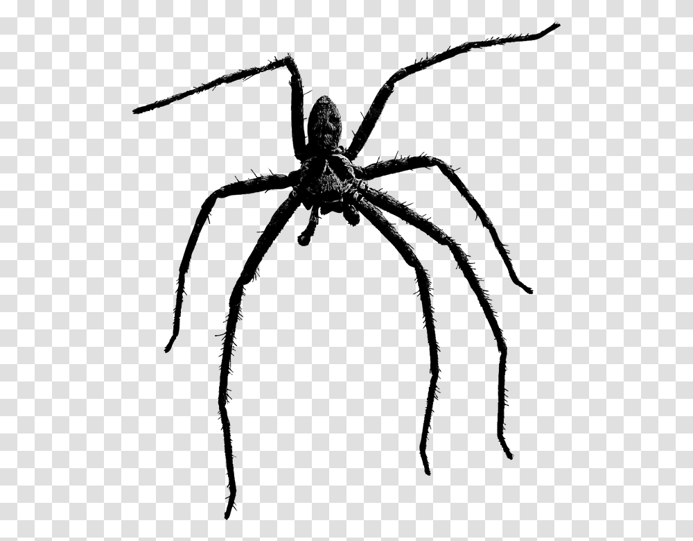 Scary Spider, Invertebrate, Animal, Argiope, Insect Transparent Png