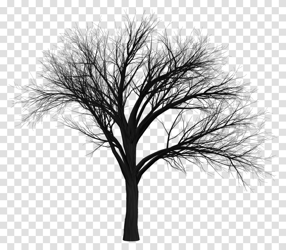 Scary Tree, Plant, Silhouette, Nature, Outdoors Transparent Png