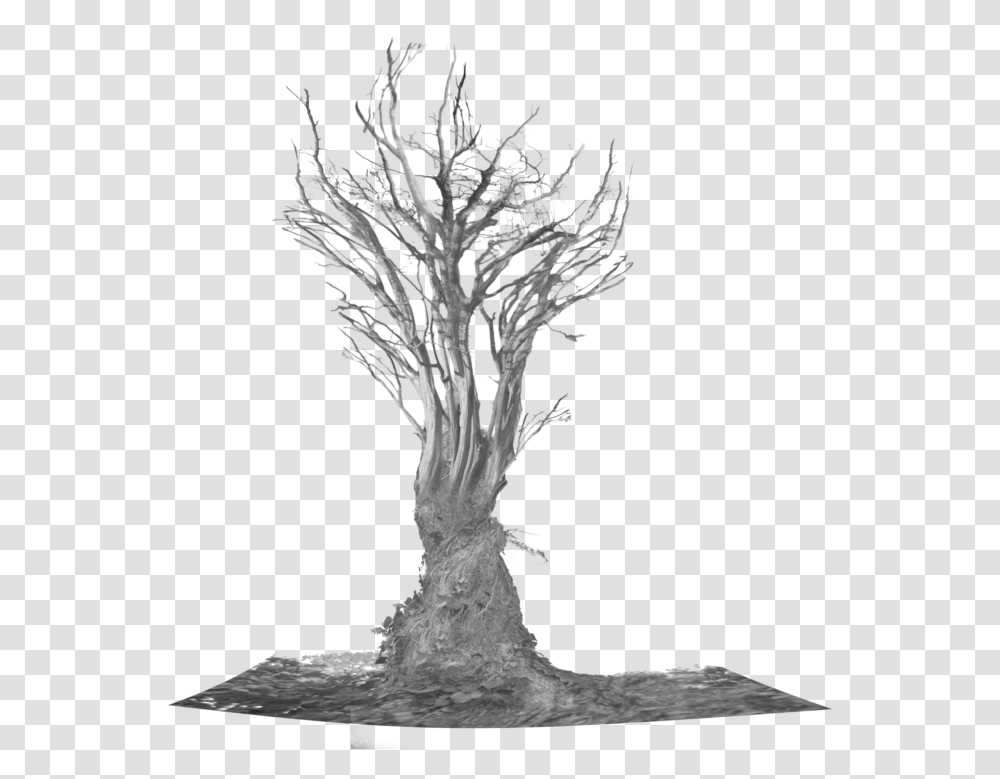 Scary Tree Tree Roots, Plant, Bird, Animal, Bonsai Transparent Png