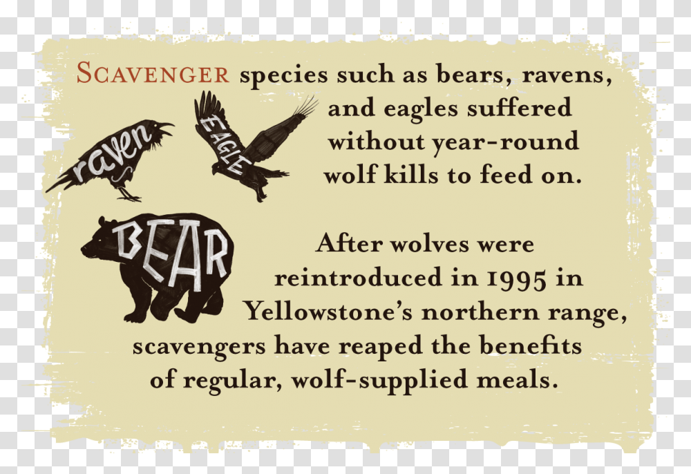 Scavenger Species Such As Bears Ravens And Eagles Wolves Keep Yellowstone In Balance, Advertisement, Poster, Flyer, Paper Transparent Png
