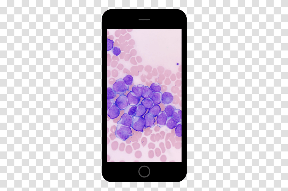 Scenery Iphone 6 6s Plus, Petal, Flower, Plant, Purple Transparent Png