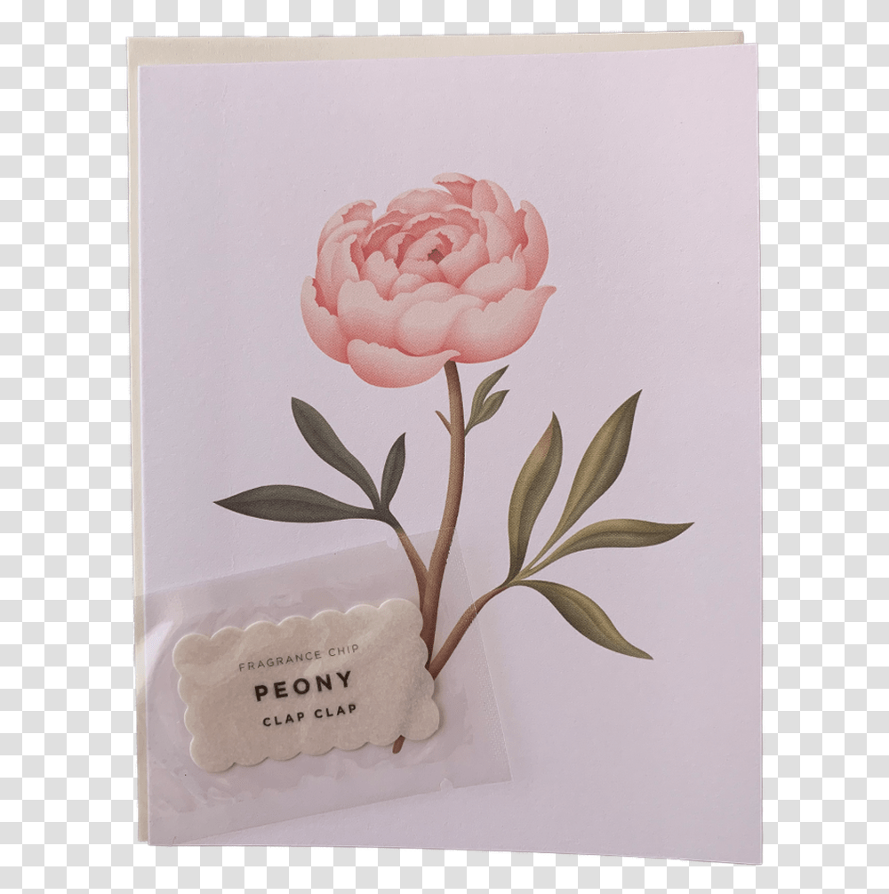 Scented Peony Picture Frame, Plant, Flower, Blossom, Text Transparent Png
