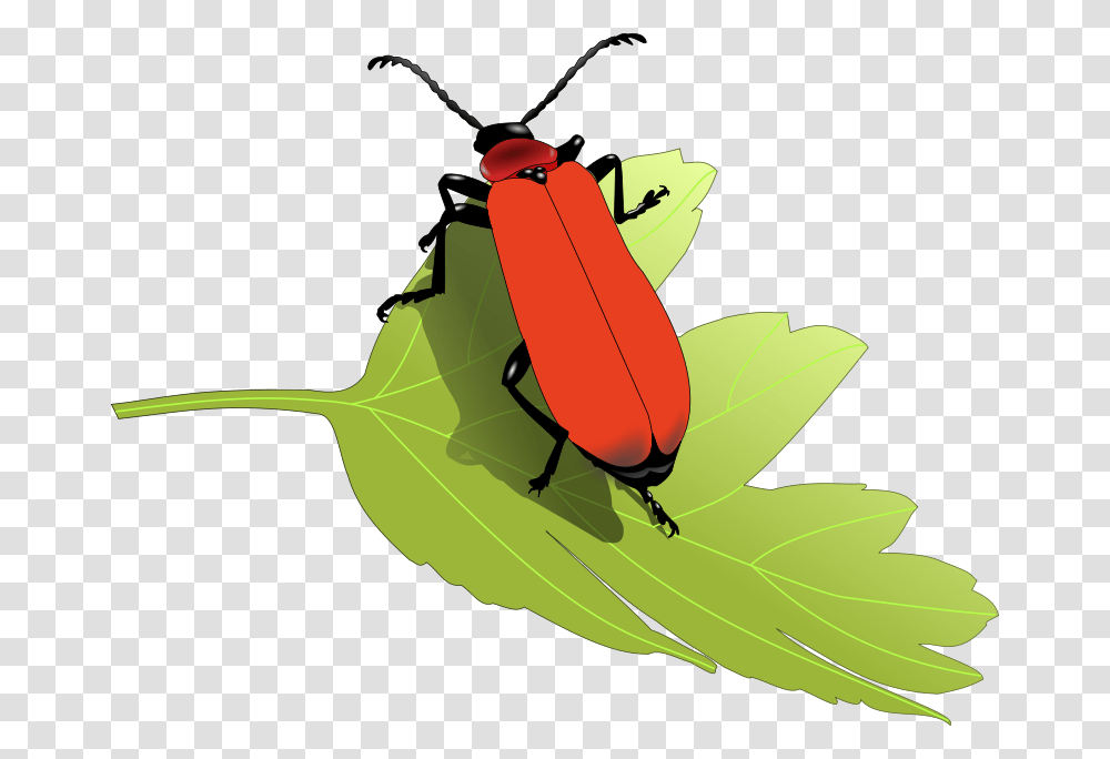 Scharlachroterfeuerkaerfer, Nature, Firefly, Insect, Invertebrate Transparent Png