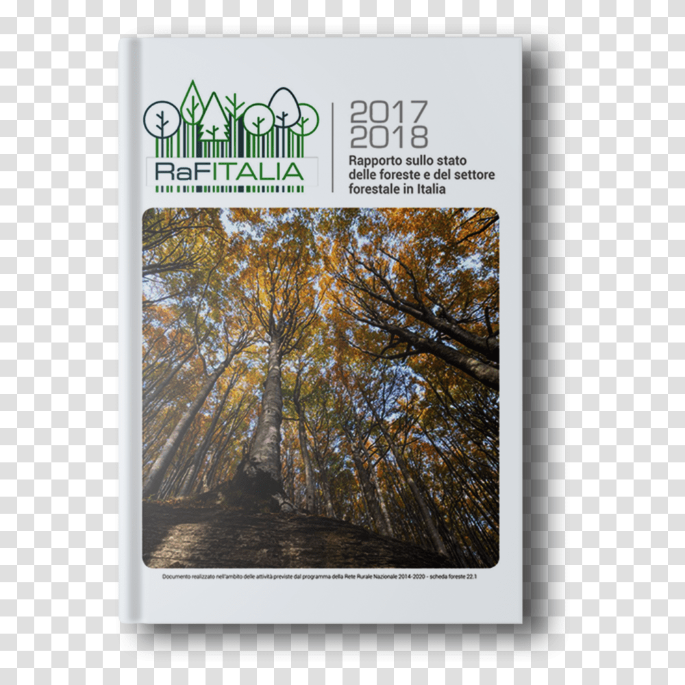 Schede Sulle Foreste, Tree, Plant, Poster Transparent Png