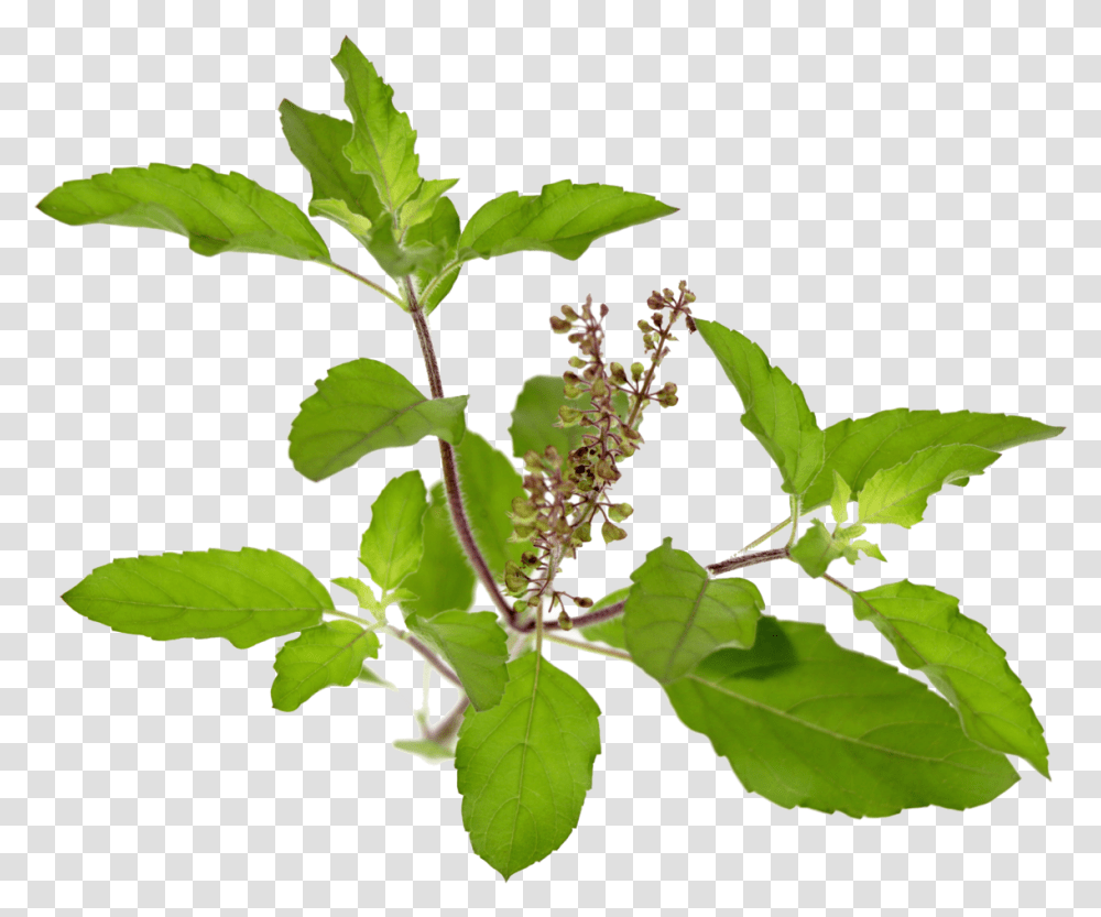 Schedule Triphala Powder Triphala Churna All Tulsi Leaf Powder, Plant, Acanthaceae, Flower, Annonaceae Transparent Png