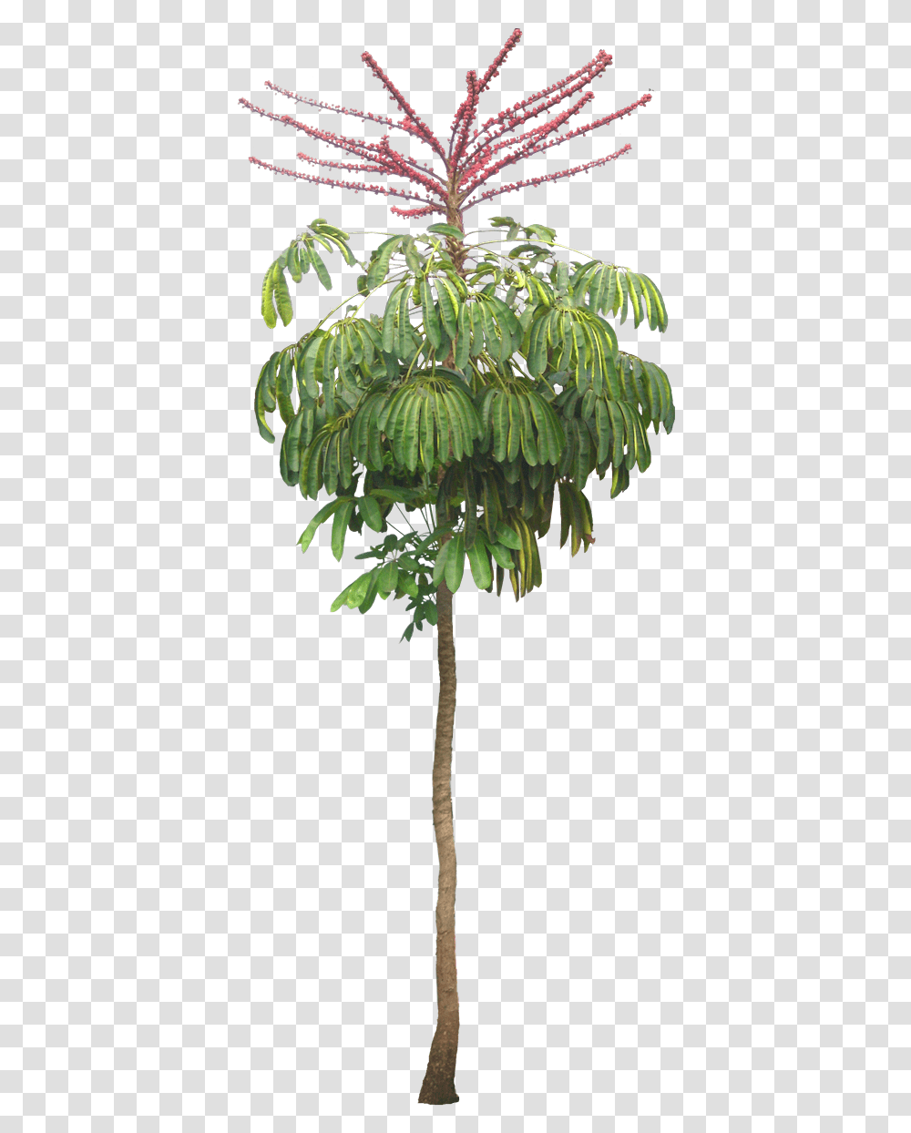 Schefflera Actinophylla, Tree, Plant, Leaf, Annonaceae Transparent Png