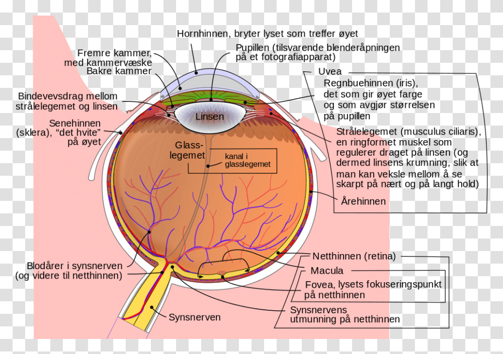 Schematic Diagram Of The Human Eye Musculus Cilliaris, Plot, Soil, Map Transparent Png