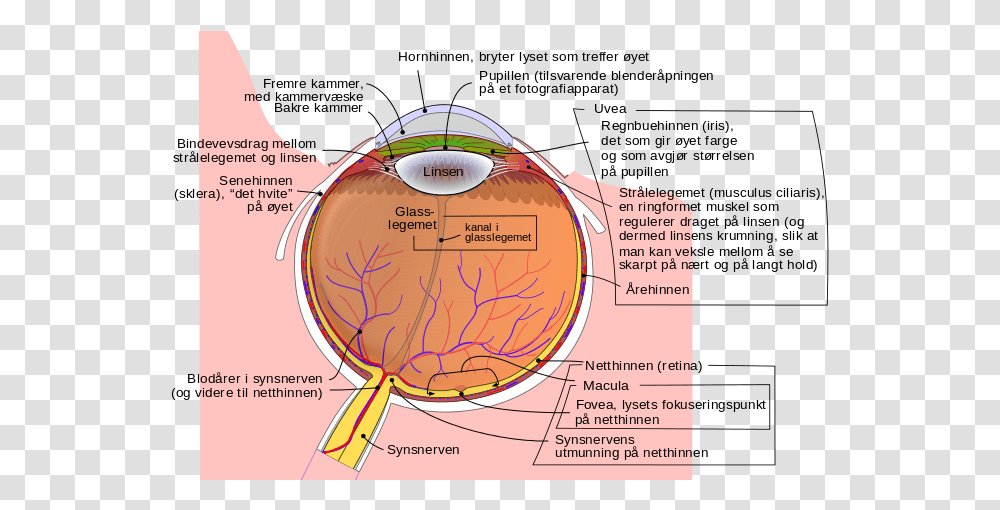 Schematic Diagram Of The Human Eye No Birdshot Eye, Plot, Map Transparent Png