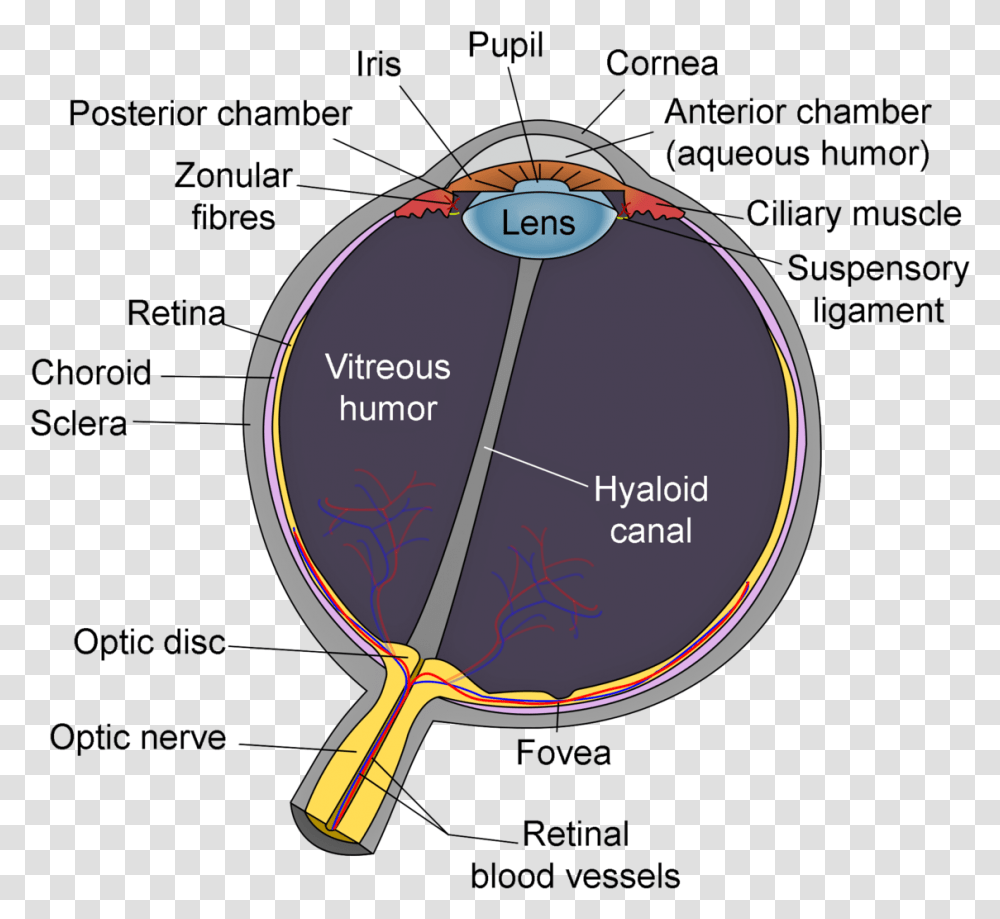 Schematic Diagram Of The Human Eye, Plot, Racket Transparent Png