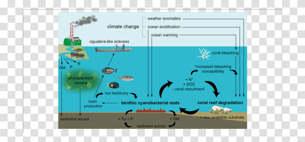Schematic Diagram Showing The Putative Local And Global Drivers, Sea Life, Animal, Mammal Transparent Png