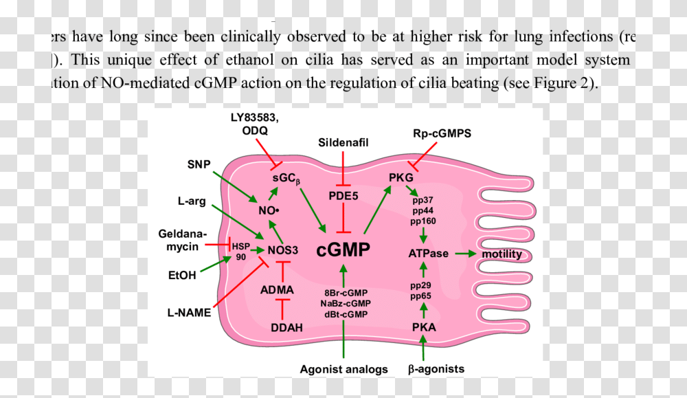 Schematic Of Cgmp Action In Cilia Motility, Plot, Diagram, Plan Transparent Png