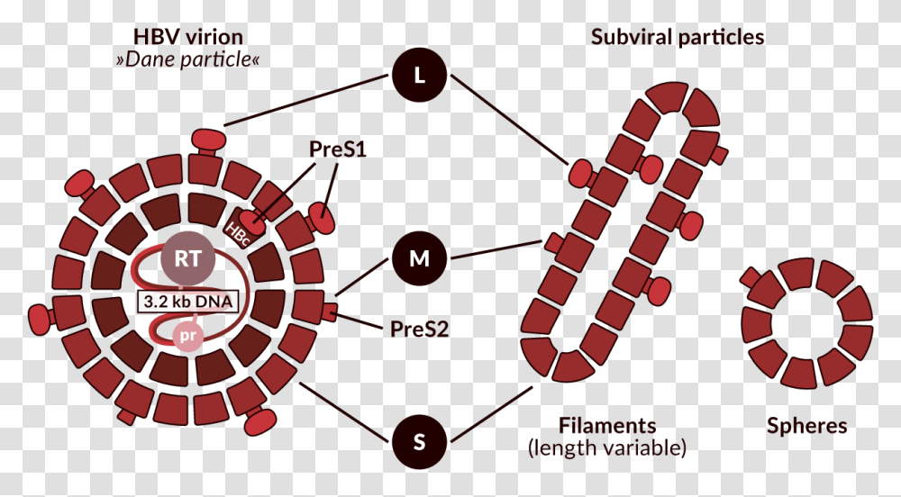 Schematic Representation Of The Hbv Virion And Non Infectious Circle, Wheel, Machine, Spoke Transparent Png