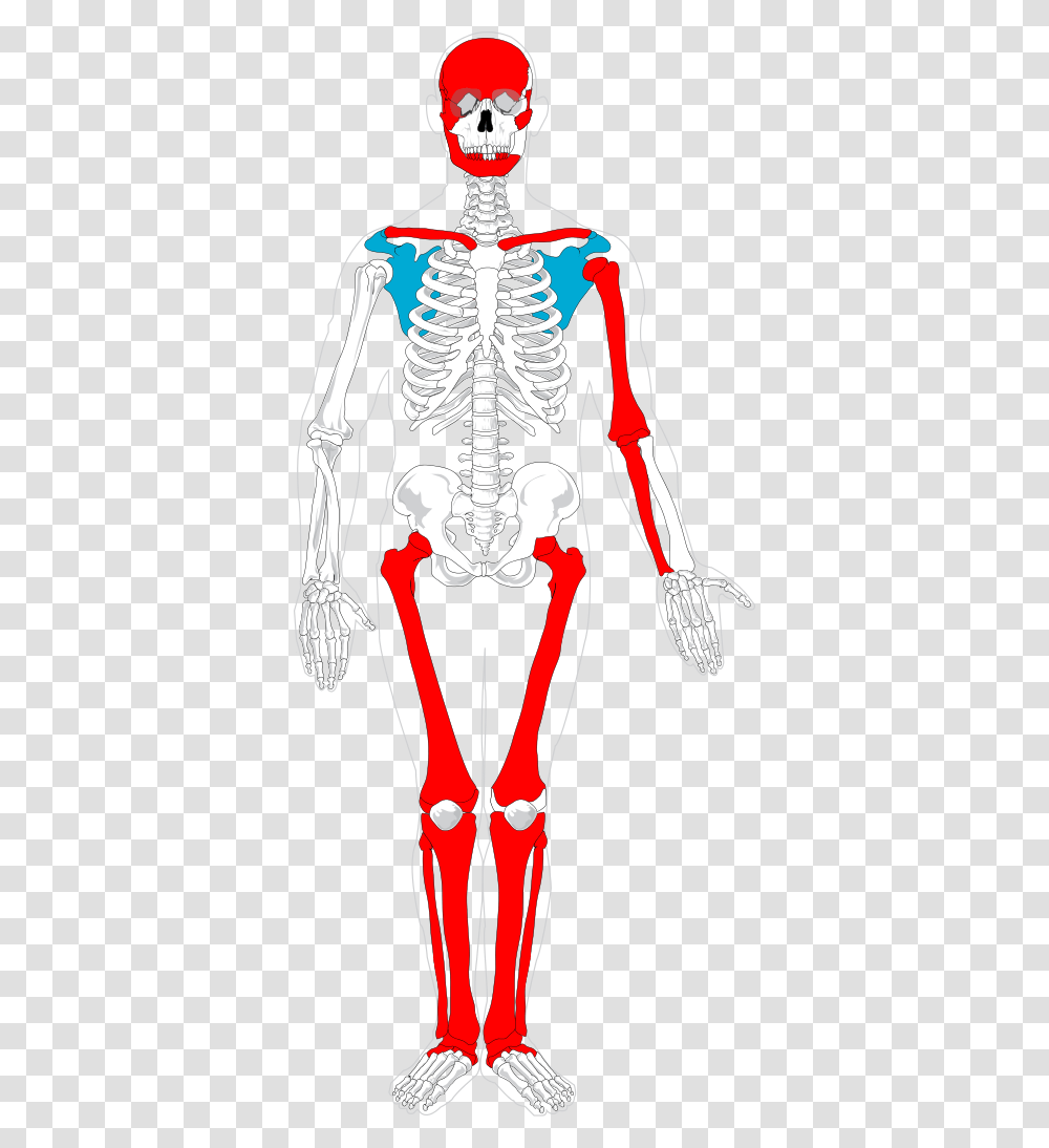 Scheme Of Preserved Bones Human Skeleton, Person Transparent Png