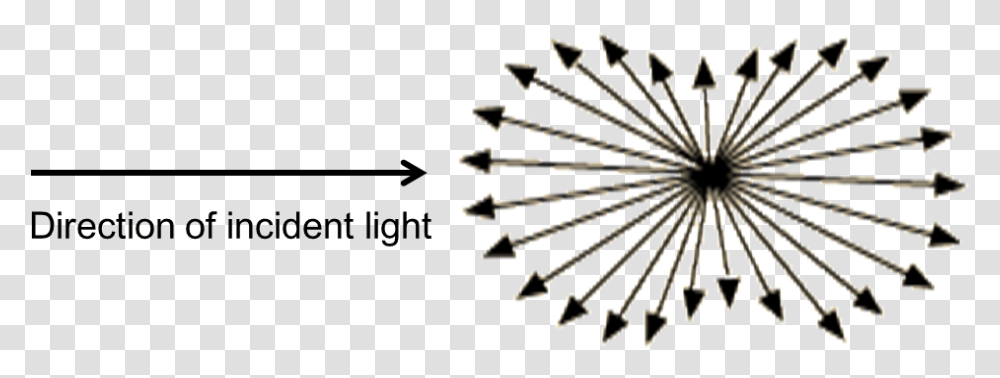 Scheme Of Rayleigh Scattering Mie Scattering, Plant, Chandelier, Lamp, Flower Transparent Png