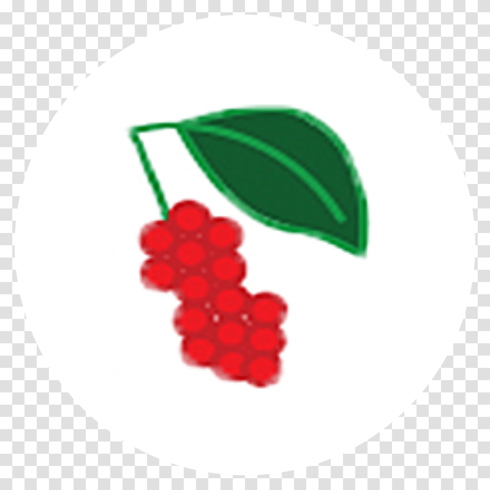 Schisandra Berry Seedless Fruit, Plant, Raspberry, Food, Cherry Transparent Png