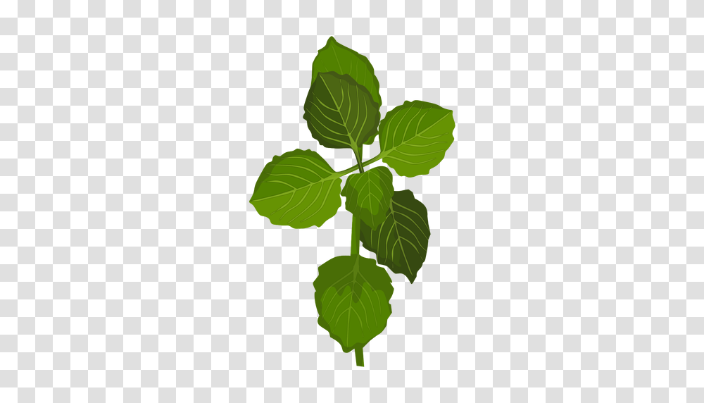 Schisandra Leaves Illustration, Potted Plant, Vase, Jar, Pottery Transparent Png