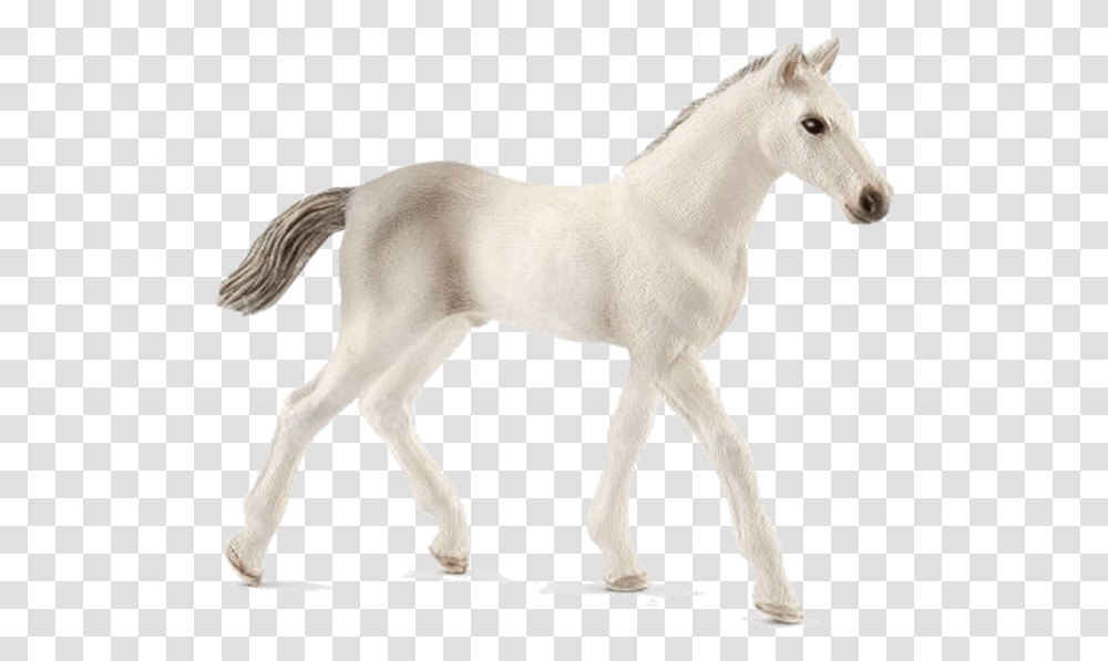 Schleich Horse Foal, Mammal, Animal, Colt Horse Transparent Png
