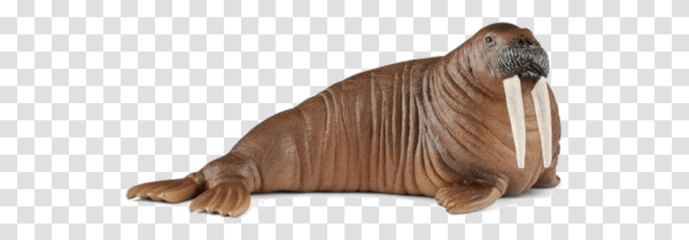 Schleich Walrus 2018, Mammal, Sea Life, Animal, Sweater Transparent Png