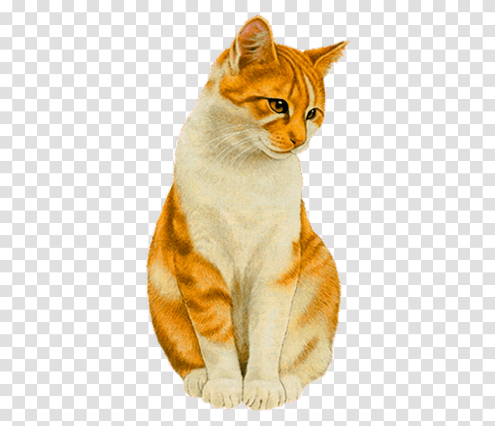 Schnes Wochenende Olli Gif, Abyssinian, Cat, Pet, Mammal Transparent Png