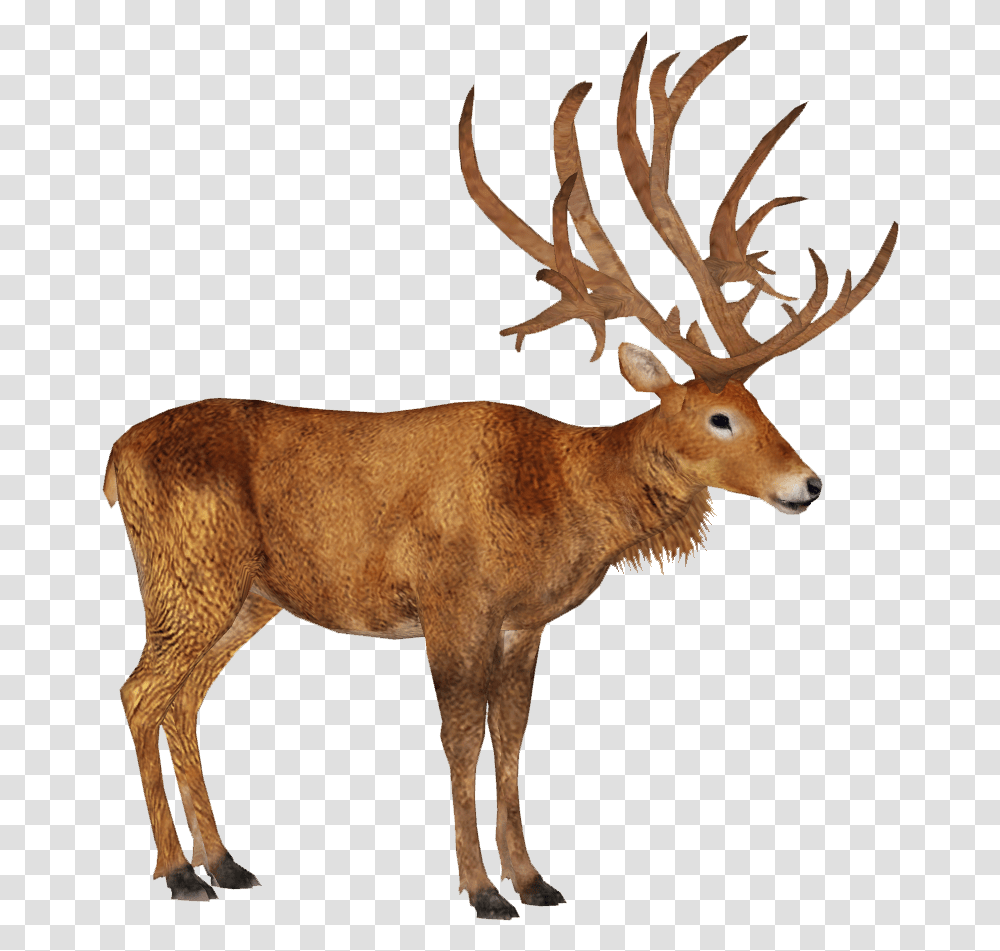 Schomburgk S Deer M Schomburgk's Deer, Antelope, Wildlife, Mammal, Animal Transparent Png
