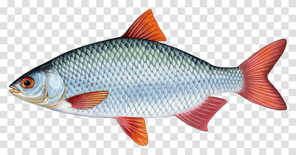 School Fish Transparent Png