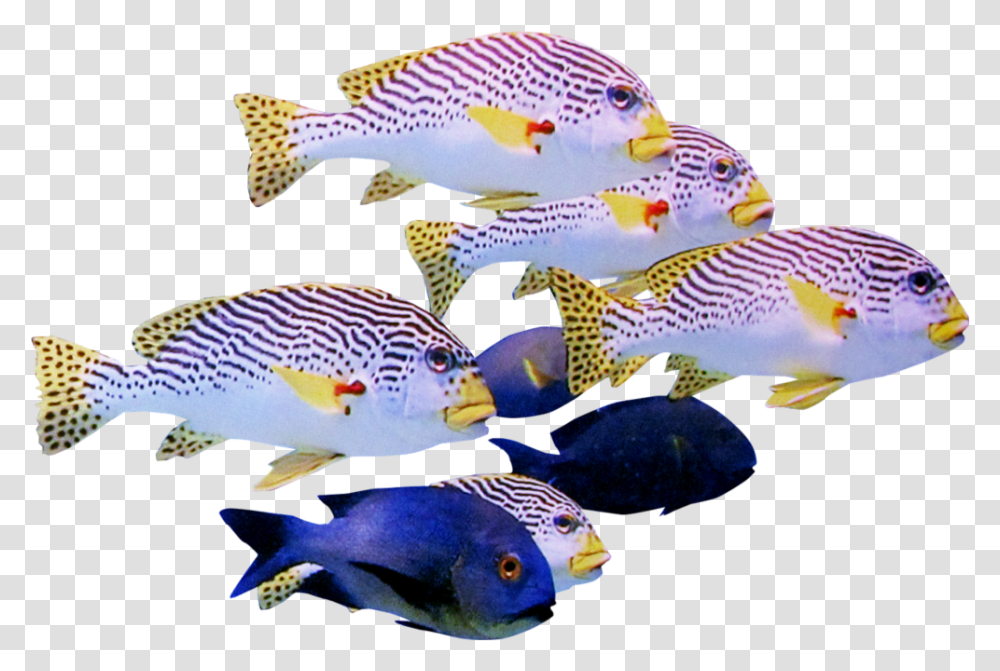 School Of Fish, Animal, Angelfish, Sea Life, Surgeonfish Transparent Png