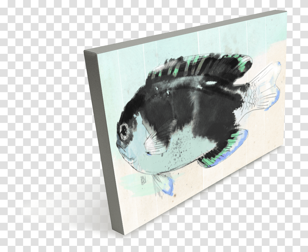School Of Fish, Animal, Sea Life, Water, Cat Transparent Png