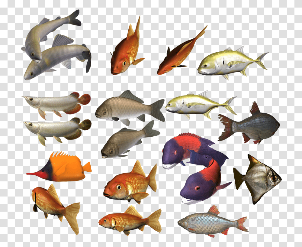 School Of Fish Image Colour Fish Image Hd, Animal, Aquatic, Water, Carp Transparent Png