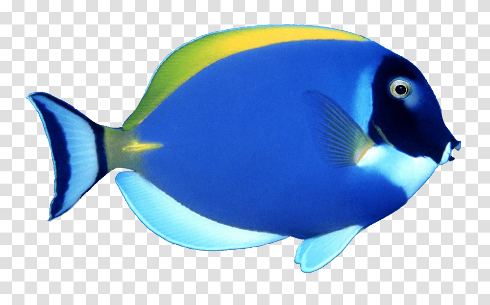 School Of Fish, Surgeonfish, Sea Life, Animal, Angelfish Transparent Png