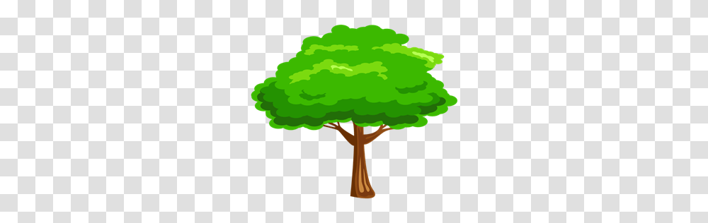 School Photo Gallery Student Gallery Photos, Tree, Plant, Conifer, Vegetation Transparent Png