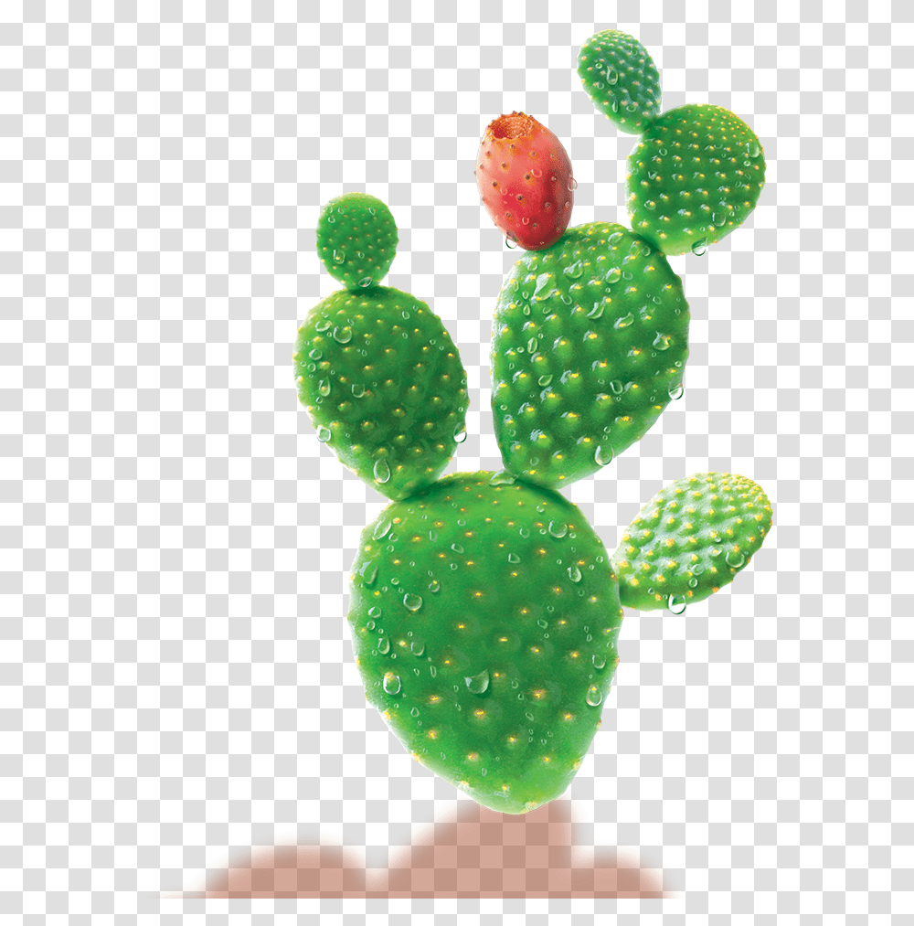 Science Cactus Water, Plant Transparent Png