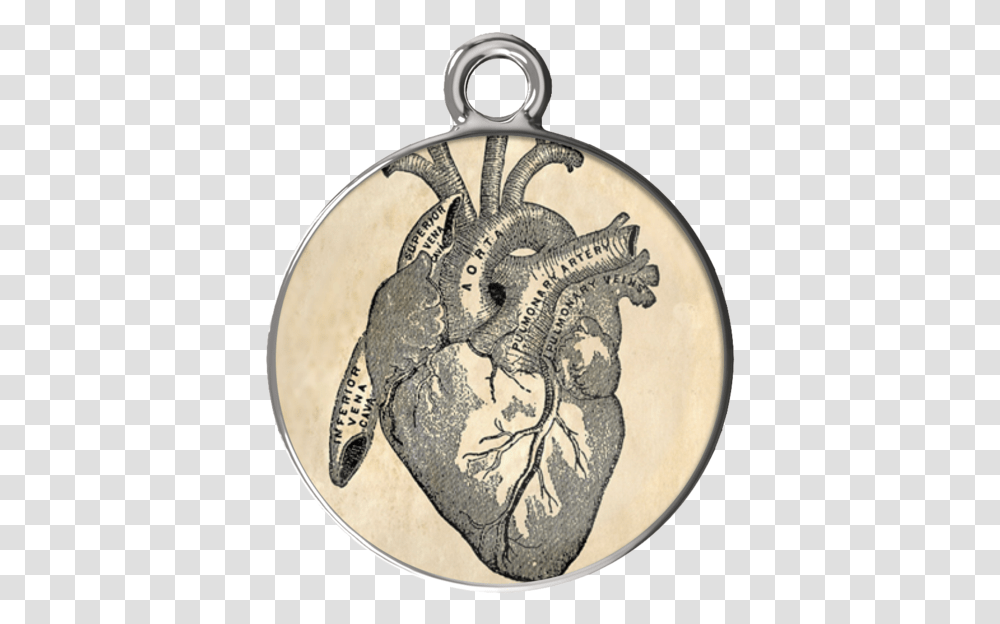 Science Jewelry Amp Science Shirts Anatomy And Physiology Stickers, Locket, Pendant, Accessories, Accessory Transparent Png