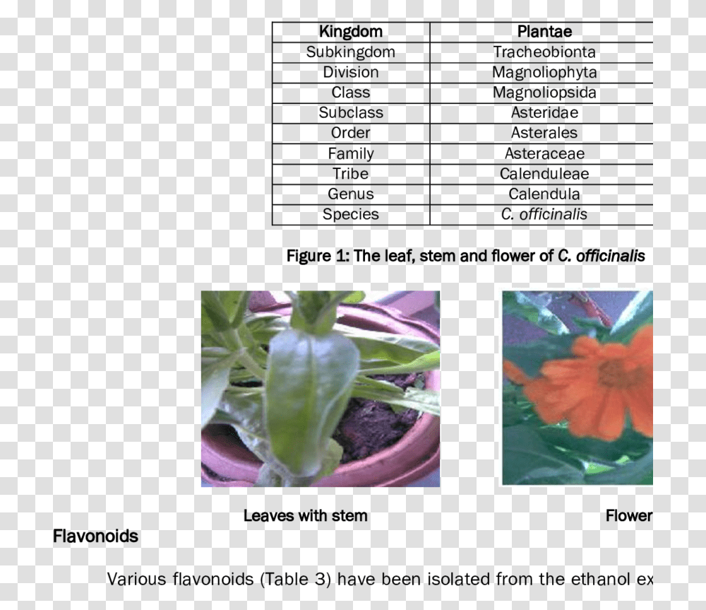 Scientific Classification Of Marigold, Plant, Flower, Leaf, Daisy Transparent Png