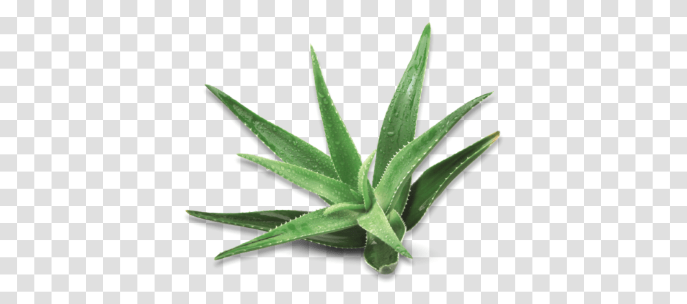 Scientific Studies Atlantia Agave, Plant, Aloe Transparent Png