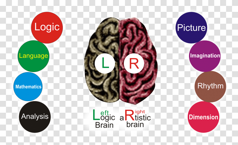 Scientifically Human Brain Is Divided Into Two Parts Bracelet, Rock, Apparel Transparent Png