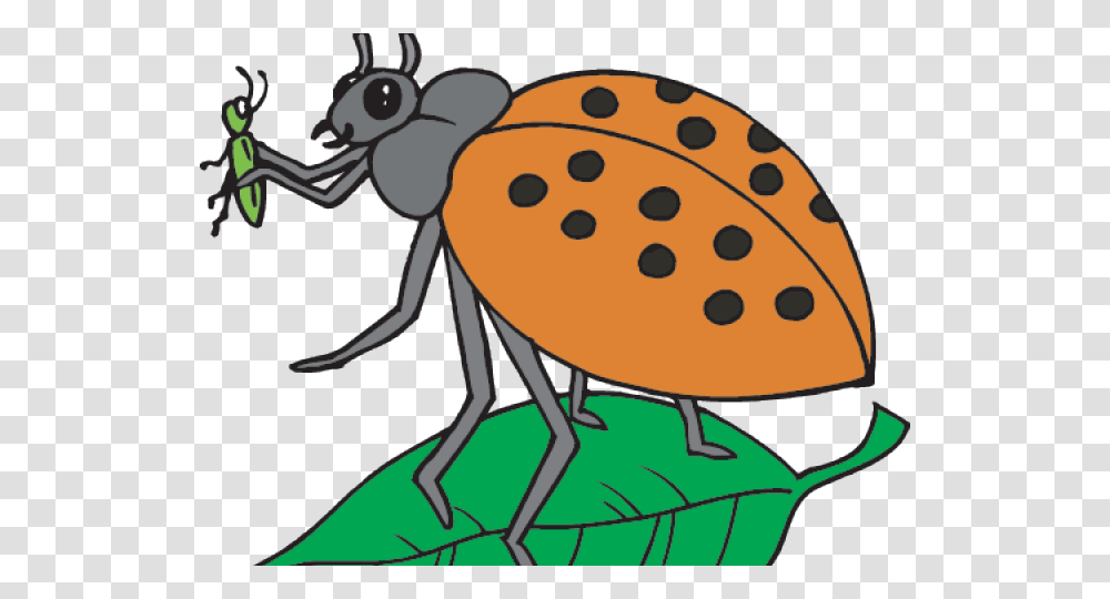 Scientist Clipart Insect Cartoon, Animal, Invertebrate, Photography, Dung Beetle Transparent Png