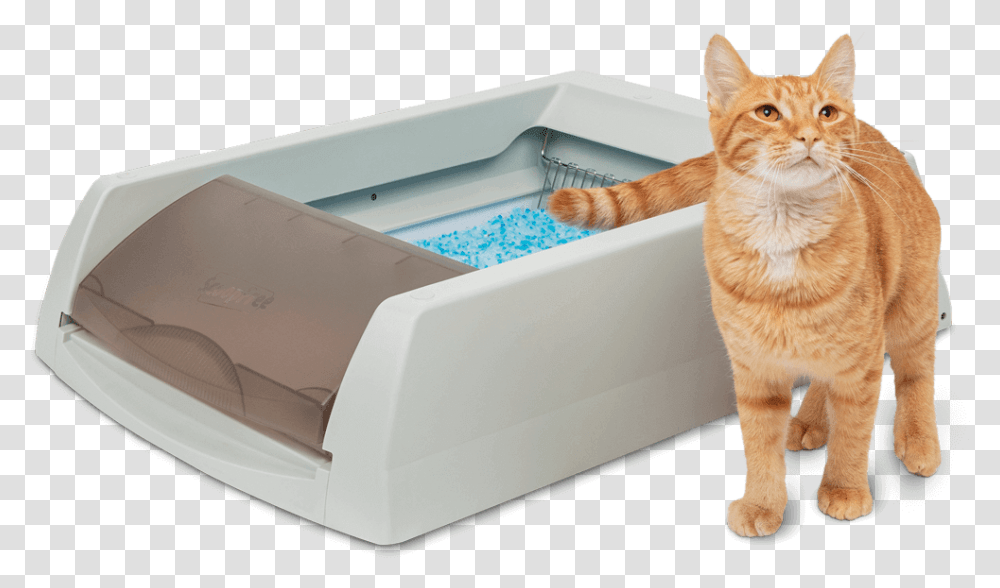Scoopfree Cat Tabby Cat, Pet, Mammal, Animal, Machine Transparent Png