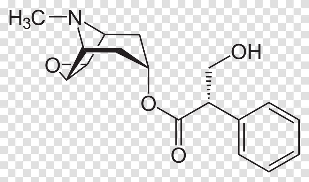 Scopolamine Chemical Structure, Animal, Invertebrate, Frisbee Transparent Png
