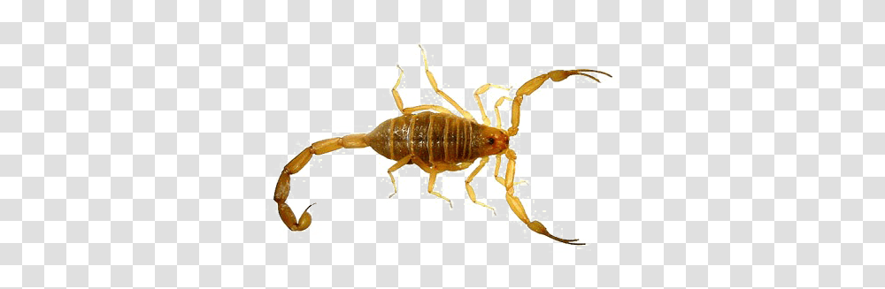Scorpio Images Pictures Photos Arts, Invertebrate, Animal, Insect, Scorpion Transparent Png