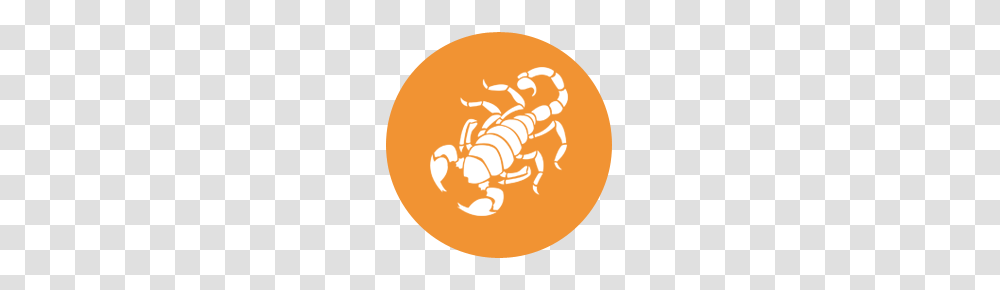 Scorpio, Zodiac, Animal, Invertebrate, Scorpion Transparent Png