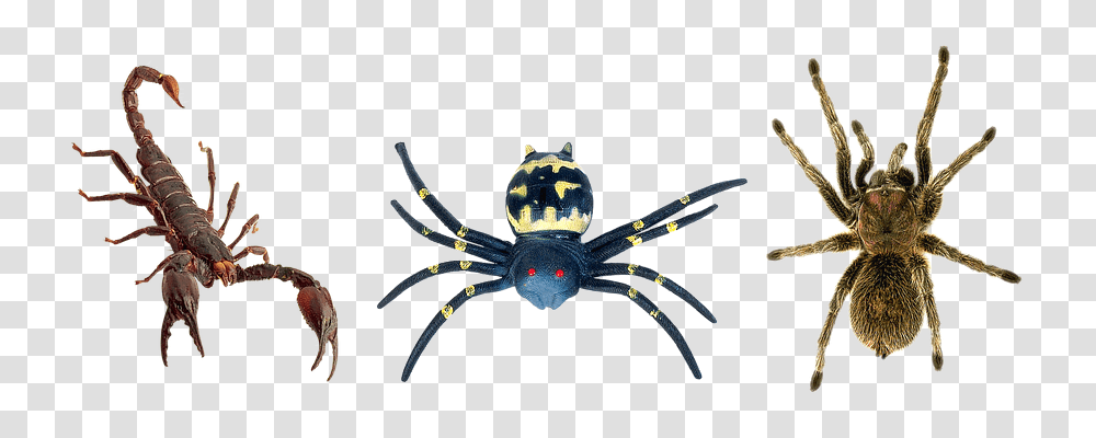 Scorpion Person, Spider, Invertebrate, Animal Transparent Png