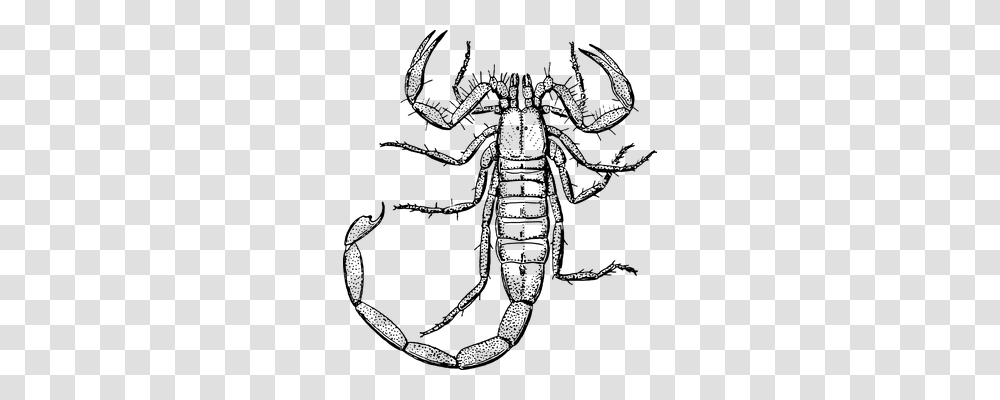 Scorpion Technology, Gray, World Of Warcraft Transparent Png