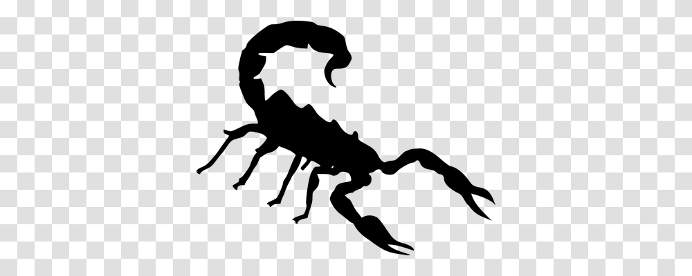 Scorpion Animals, Gray, World Of Warcraft Transparent Png