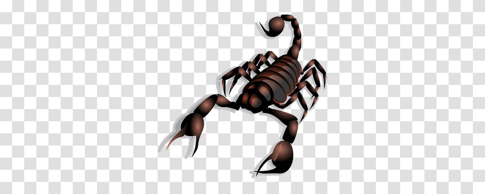 Scorpion Animals, Person, Human, Invertebrate Transparent Png