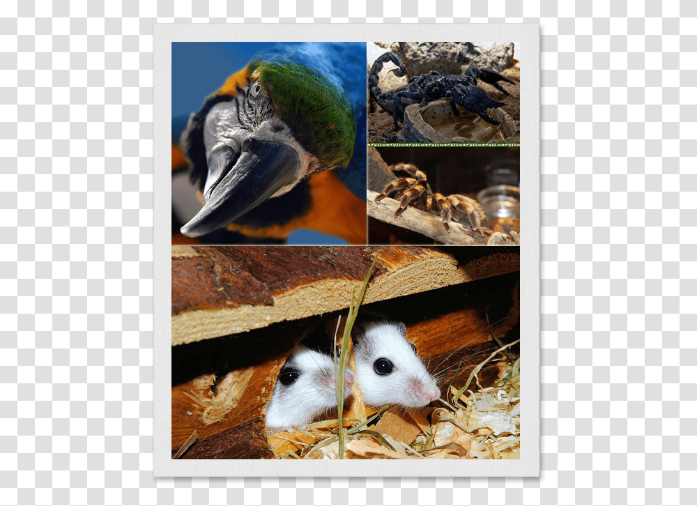 Scorpion And Tarantual Copy Small Mammals And Birds, Animal, Collage, Poster, Advertisement Transparent Png