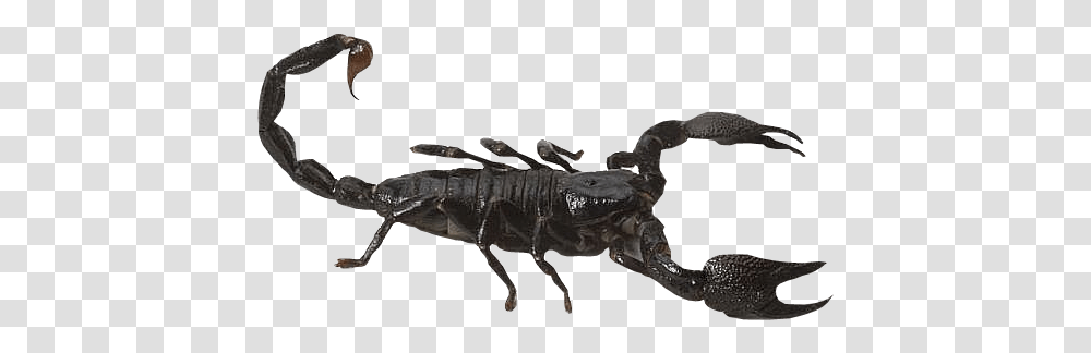 Scorpion Background Scorpion, Animal, Invertebrate, Insect, Flea Transparent Png
